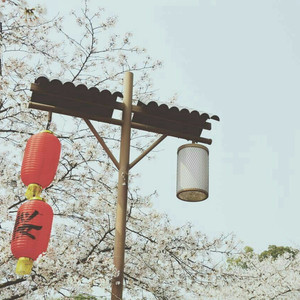 宰杀女畜屠宰场穿刺杆视频全过程
